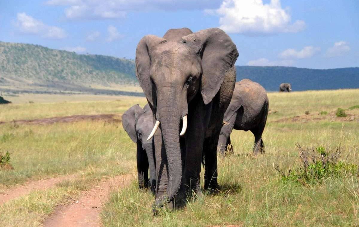 amboseli