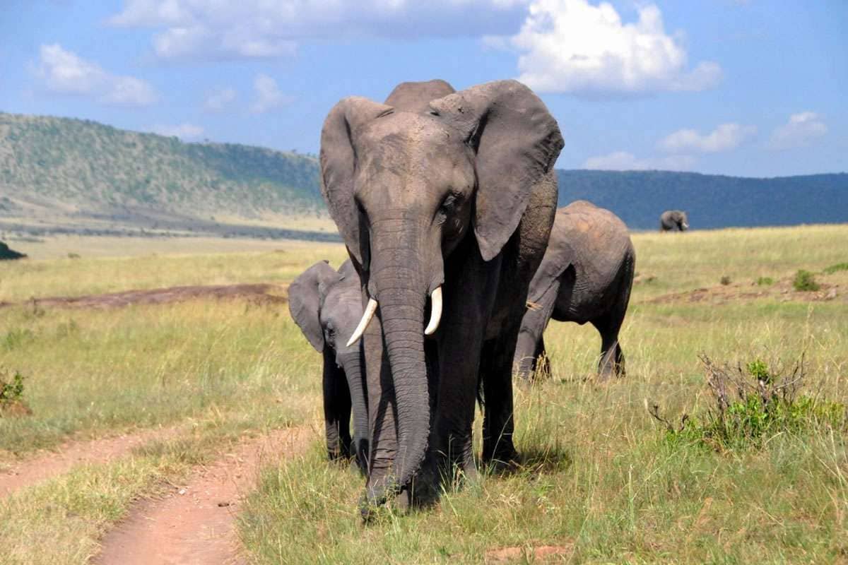 amboseli