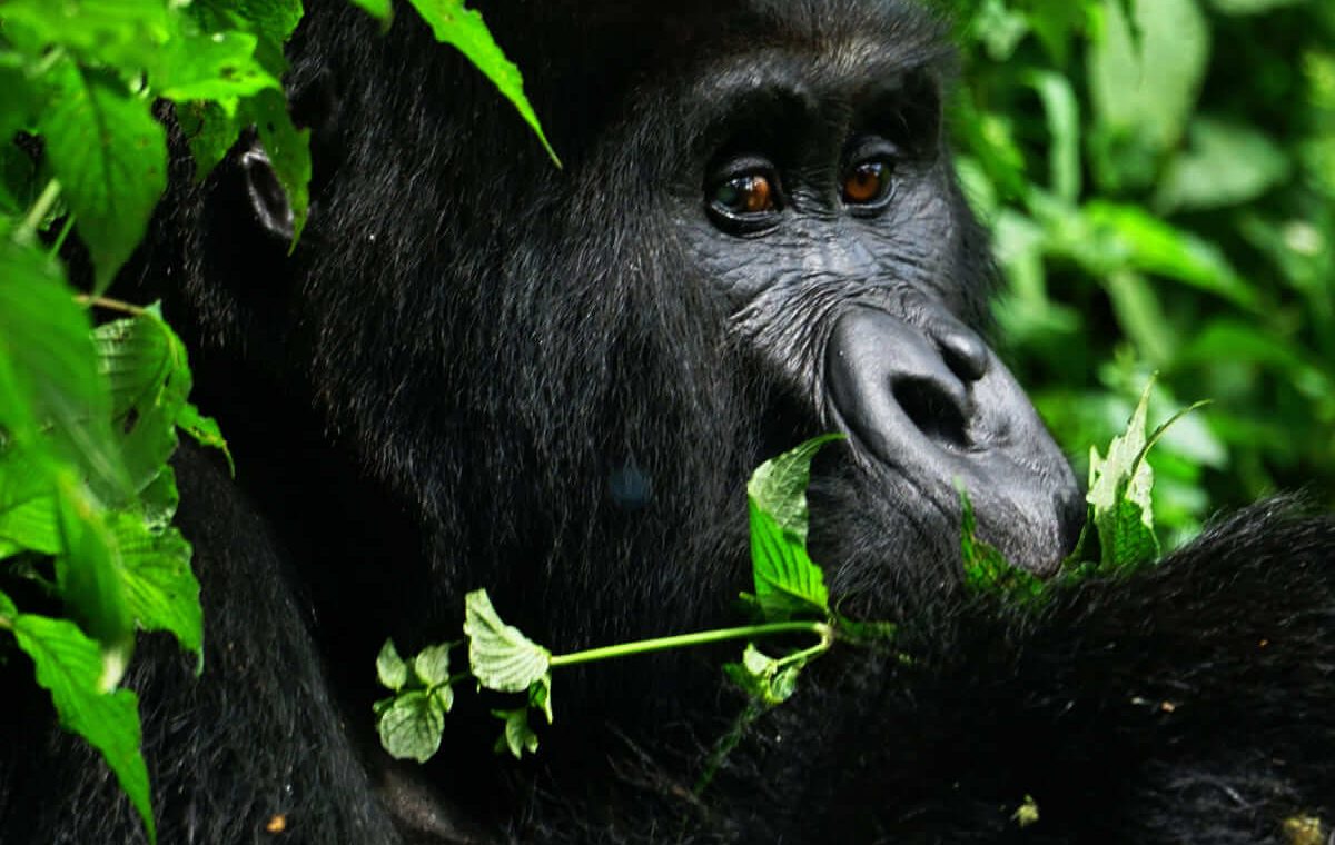 Moubtain Golirra Uganda