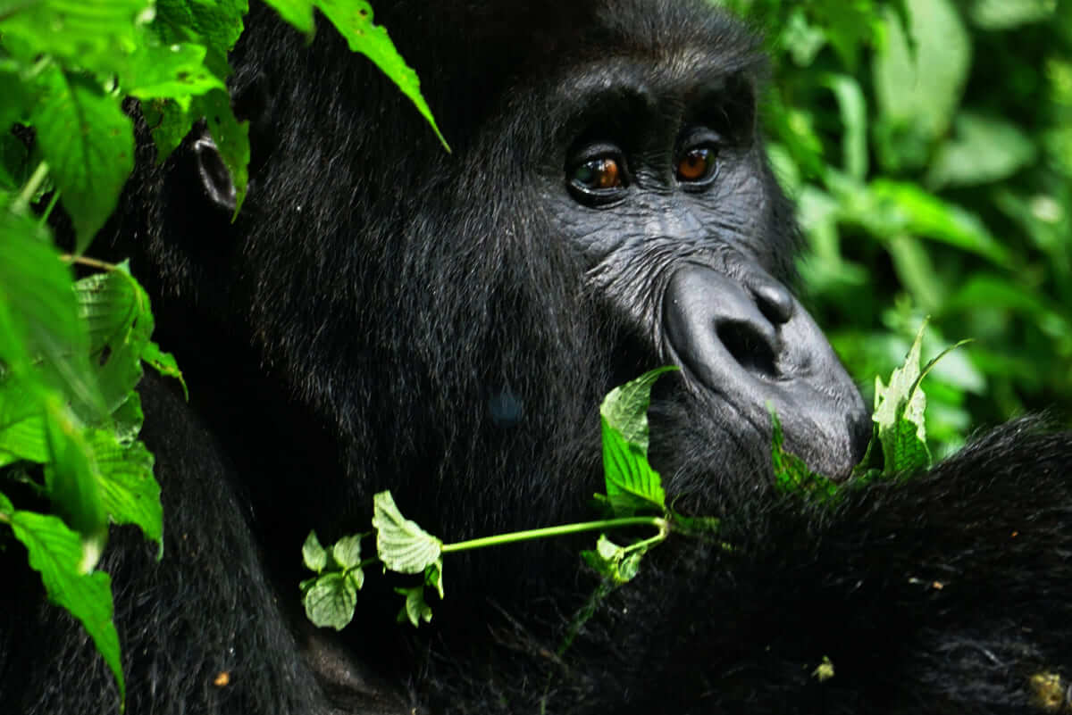 Moubtain Golirra Uganda