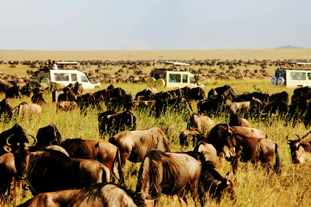 Wildebeest Tanzania