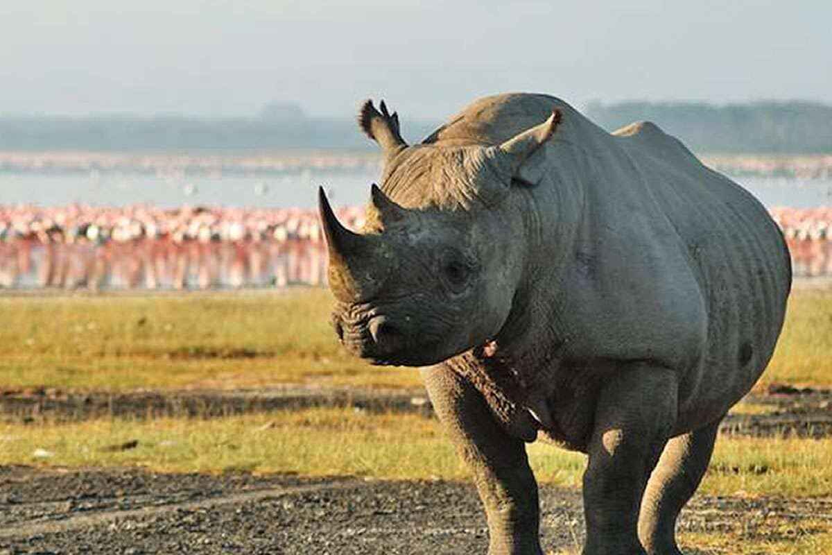 8 Days Samburu - Ol Pejeta - Nakuru - Naivasha - Mara Safari 44 4 Days Masai Mara