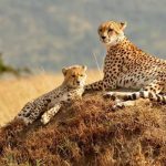 Marascafrace Cheetah 1