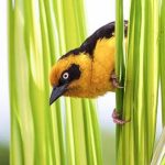 Marascarface Birding 1