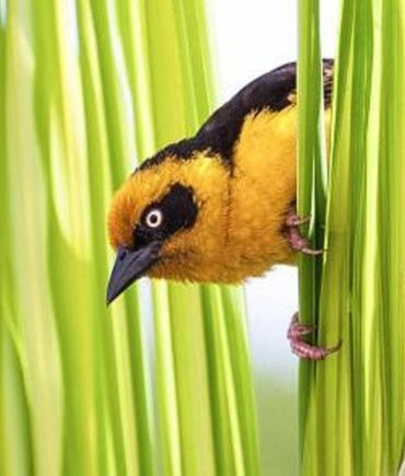 Marascarface Birding 1