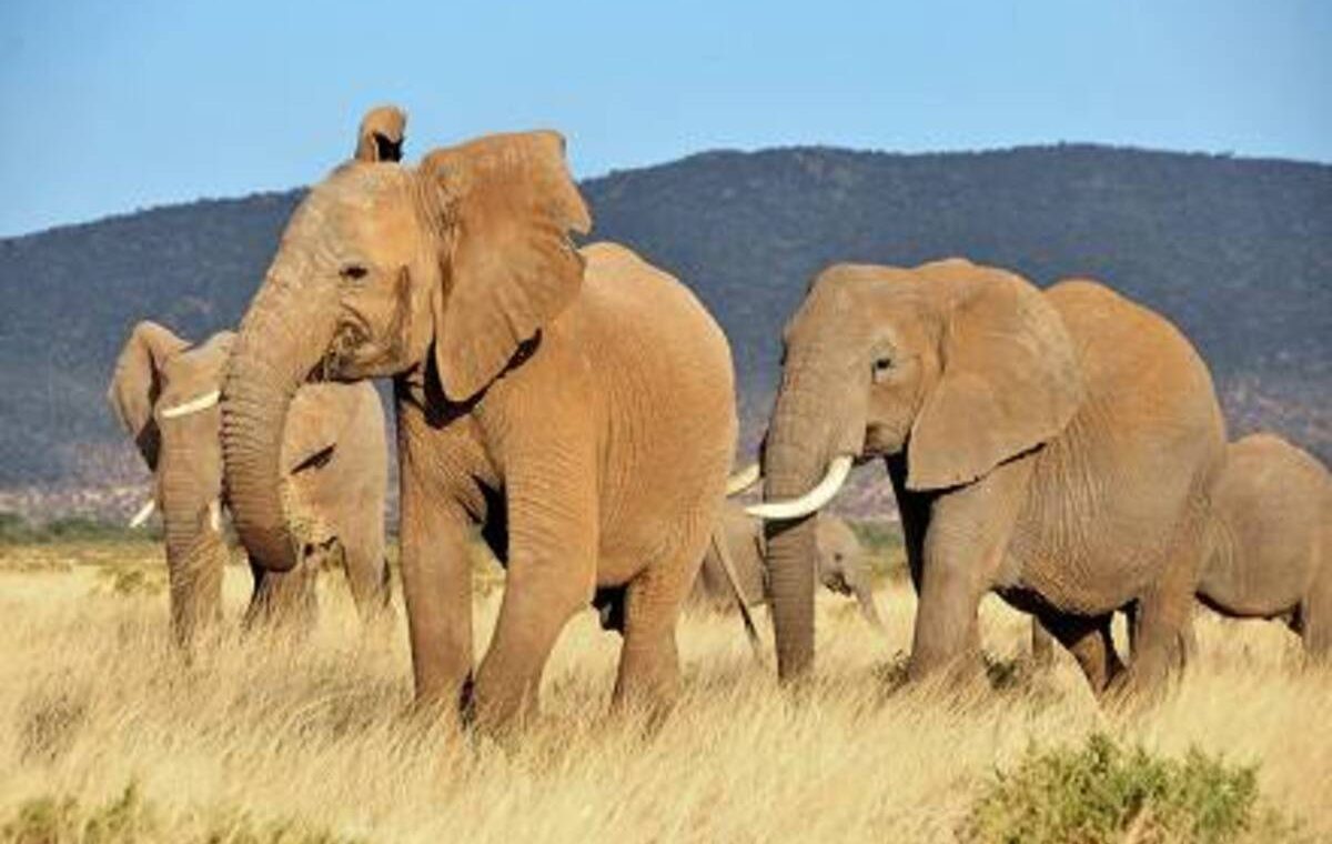 Marascarface eLEPHANTS