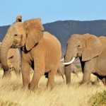 Marascarface eLEPHANTS