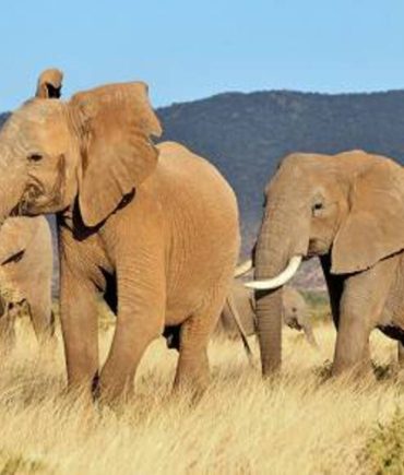 Marascarface eLEPHANTS