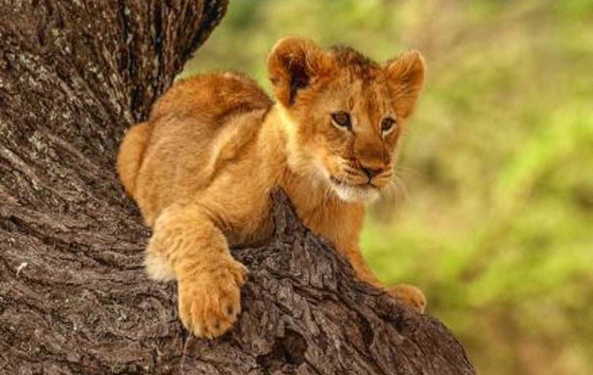 Lion Cub 1