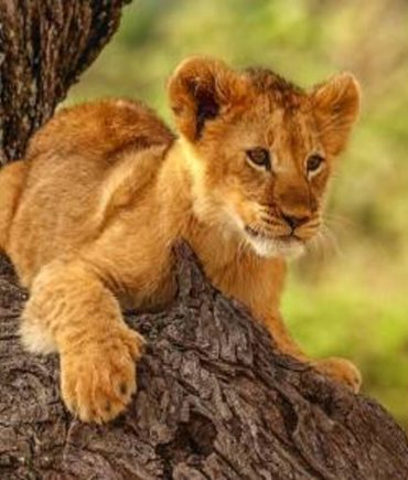 Lion Cub 1