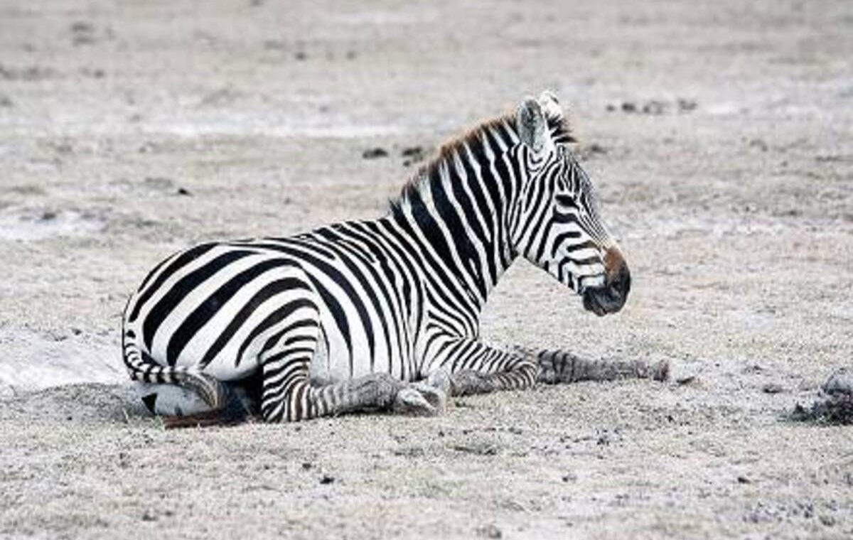 Booking Objects 9 Marascarface Zebra 1