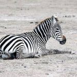 Marascarface Zebra 1