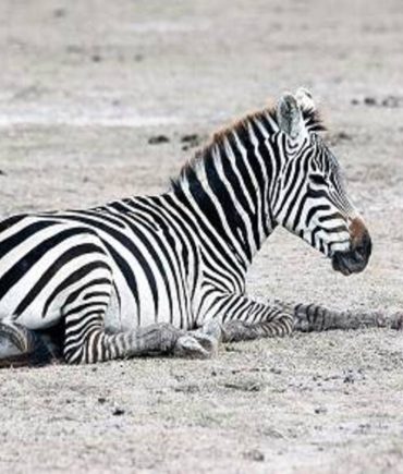 Marascarface Zebra 1