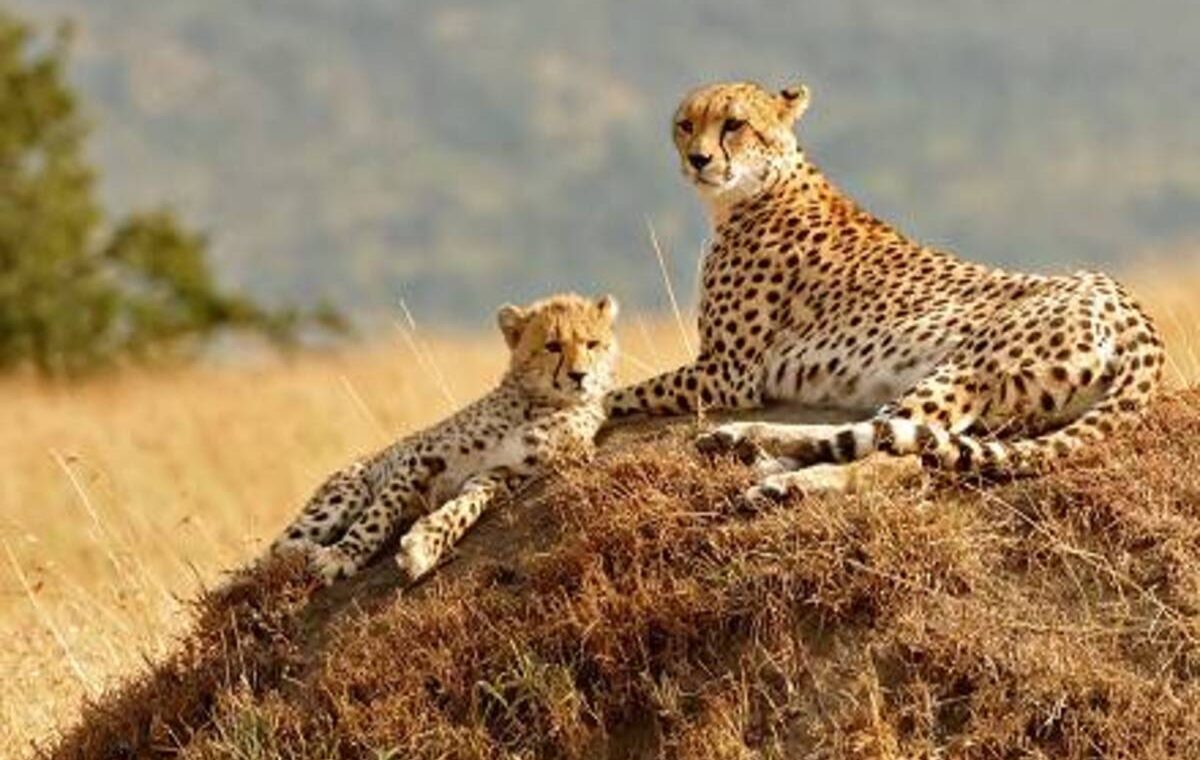 Masai Mara National Cheetah 3