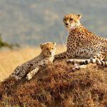 Masai Mara National Cheetah 3