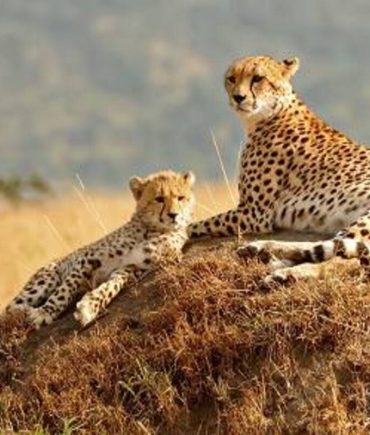 Masai Mara National Cheetah 3
